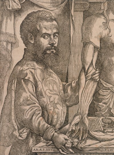 Andreas Vesalius che disseziona i muscoli dell