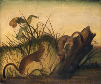 Donnola dalla coda lunga da Studio of John James Audubon