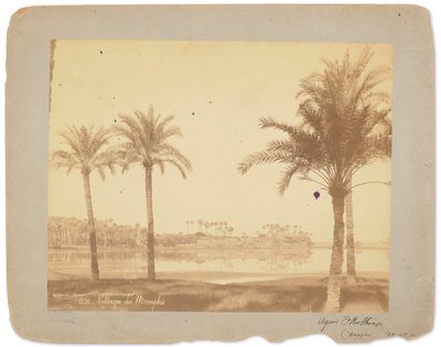 Villaggio di Menfi, Egitto, c.1898-1920 (foto in bianco e nero) da Studios Tiffany
