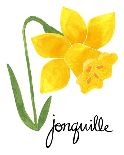 Illustrazione di un giunchiglia gialla da Susan Black
