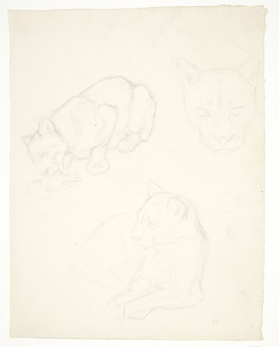 Tre studi di un cucciolo di leone da Svend Rathsack