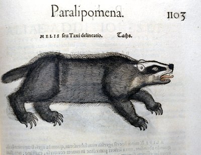 Tasso, illustrazione da 
