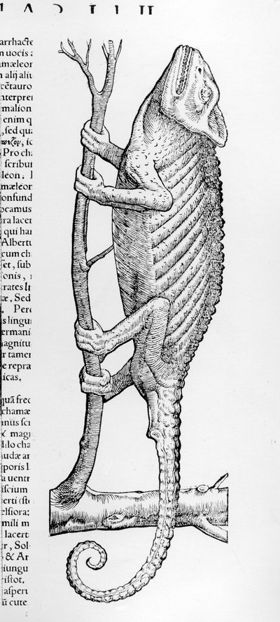 Camaleonte, illustrazione da 