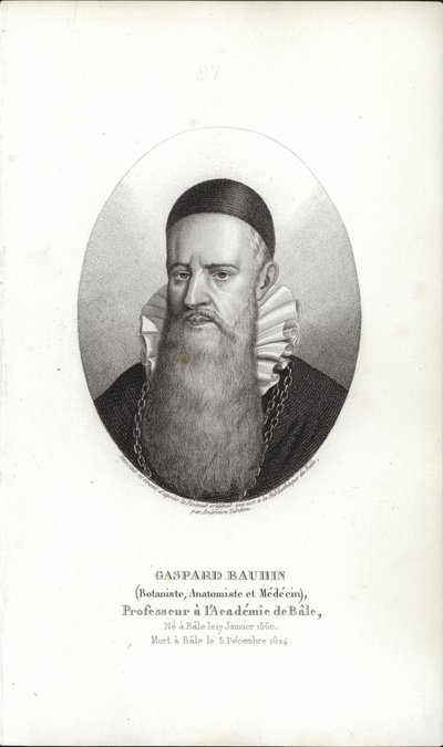 Gaspard Bauhin da Swiss School