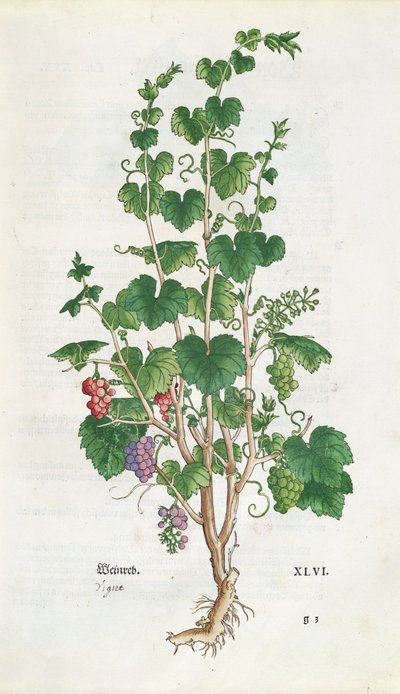 Vite (Vitis Vinifera) tavola botanica da De Historia Stirpium di Leonard Fuchs (1501-66) 1543 da Swiss School