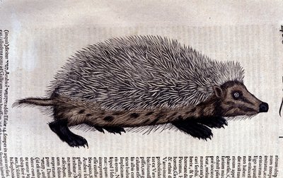 Riccio, illustrazione da 