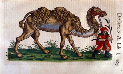 Rappresentazione di un cammello, illustrazione da 