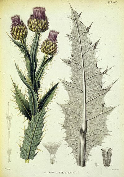 Specimen d
