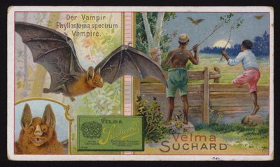 Pipistrello vampiro (cromolitografia) da Swiss School