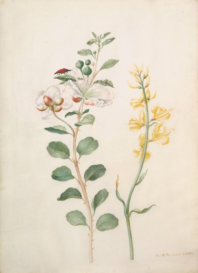 Studio di Capperi, Ginestra e un Coleottero da Sybilla Merian