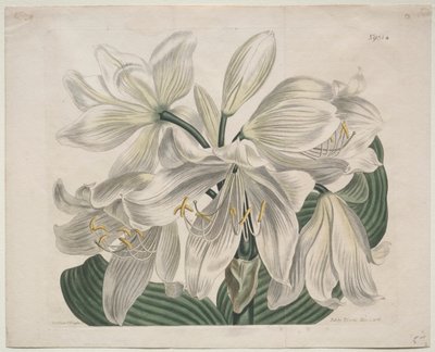 Il Magazine Botanico o Giardino dei Fiori: Giglio del Capo Bianco da Sydenham Edwards