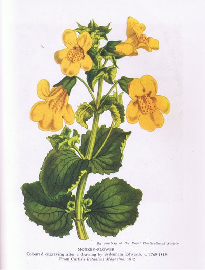 Fiore di scimmia, Natura in Gran Bretagna pubblicata da Collins 1946 (litografia a colori) da Sydenham Teast (after) Edwards