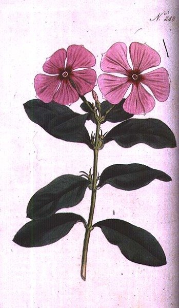 Pervinca (Vinca rosea madagascar), tavola 248 da 
