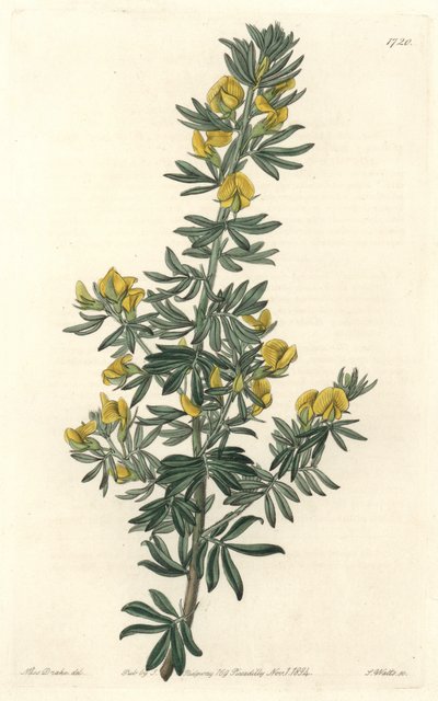 Adesmia di Loudon, nativa della Tasmania (Australia) da Sydenham Teast Edwards
