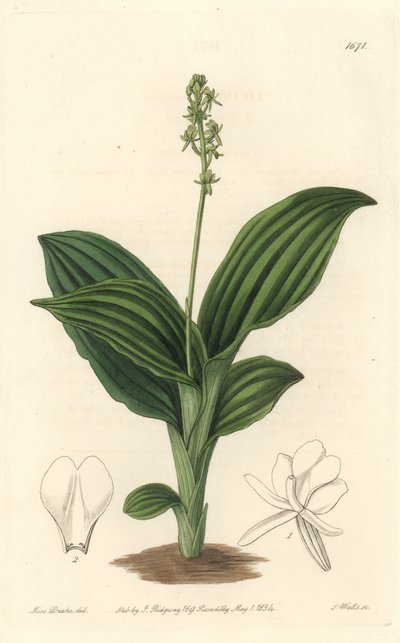 Orchidea Liparis africana da Sydenham Teast Edwards