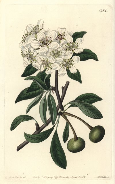 Pyrus amygdaliformis da Sydenham Teast Edwards
