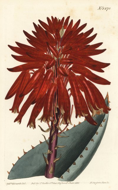Aloe - Aloe a macerie, Aloe perfoliata da Sydenham Teast Edwards