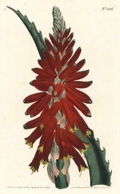 Aloe ad albero - Aloe a foglia stretta, Aloe arborescens da Sydenham Teast Edwards