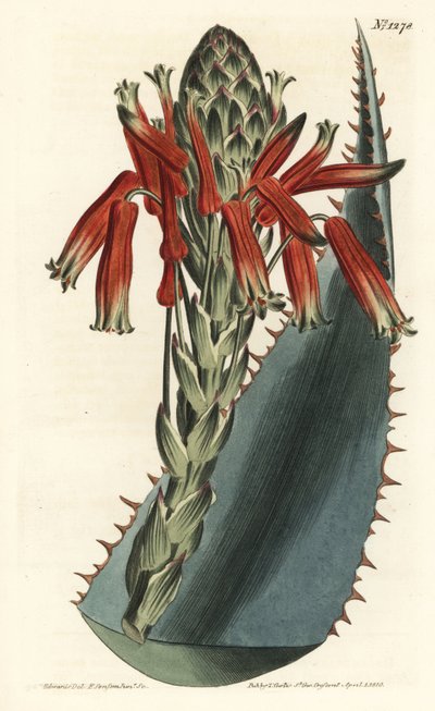 Aloe Variete - Aloe glauca da Sydenham Teast Edwards