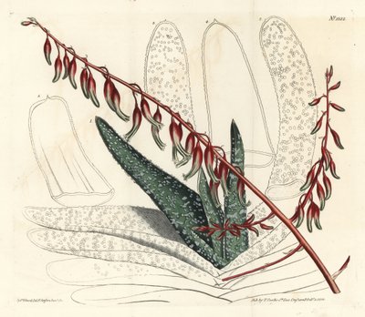 Aloe a ventaglio, Aloe plicatilis da Sydenham Teast Edwards