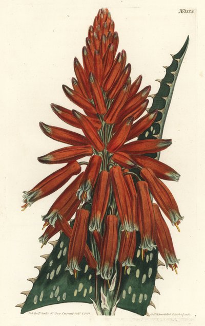 Aloe maculata da Sydenham Teast Edwards