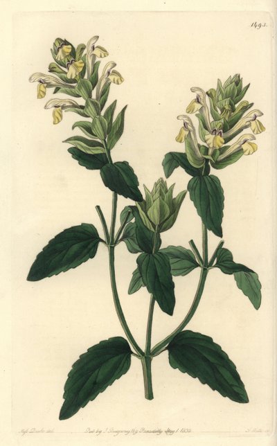 Scutellaria alpina da Sydenham Teast Edwards