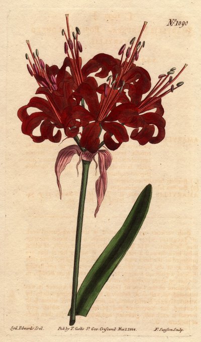 Amarillide color papavero, con fiori cremisi scuri, originaria del Capo di Buona Speranza (Sudafrica) da Sydenham Teast Edwards