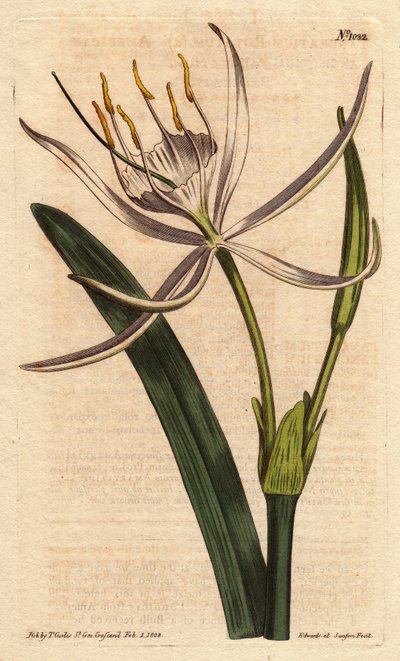 Pancratium americano con fiori bianchi profumati da Sydenham Teast Edwards