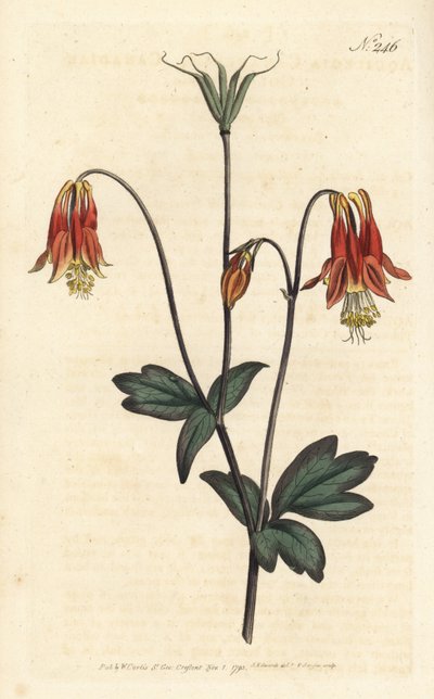 Ancolia del Canada - Aquilegia canadensis da Sydenham Teast Edwards