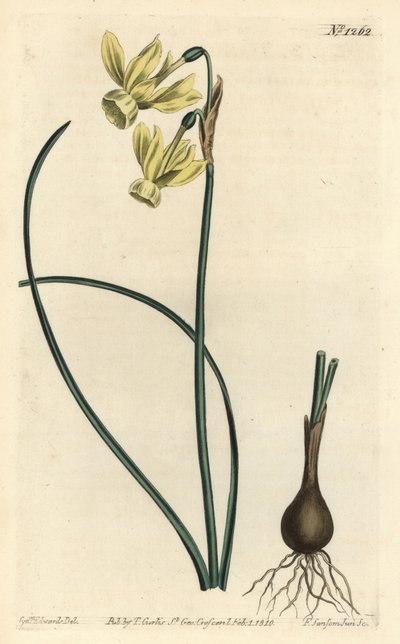 Narciso lacrime d