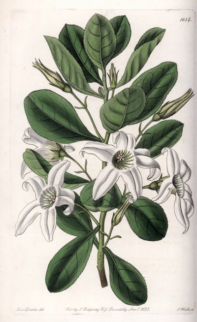 Anthocercis varietà, nativa dell