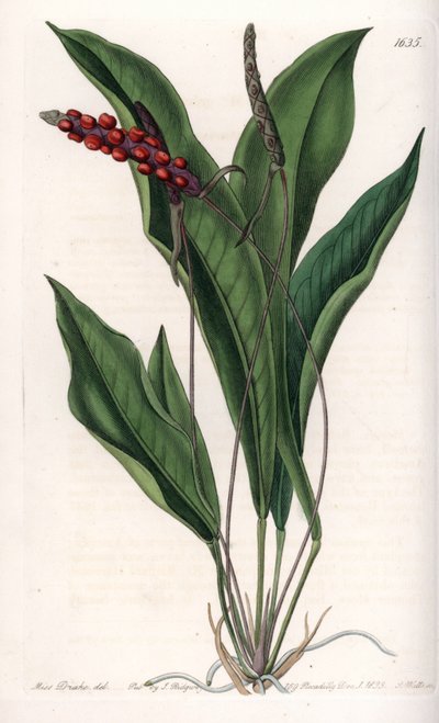 Anthurium gracile da Sydenham Teast Edwards