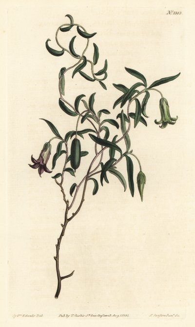 Bacca di mela o billardiera a fiori mutevoli, Billardiera mutabilis da Sydenham Teast Edwards
