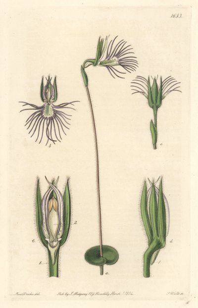Orchidea ragno, nativa del Sud Africa da Sydenham Teast Edwards