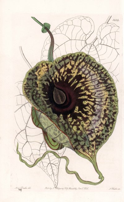 Aristoloche Variete - Tavola incisa da S. Watts, da un