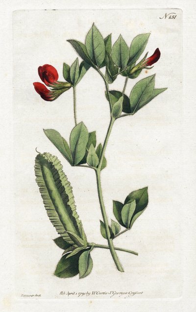 Piselli di asparago - Litografia di Sydenham Edwards (1768-1819), tavola dal Botanical Magazine di William Curtis (1746-1799) da Sydenham Teast Edwards
