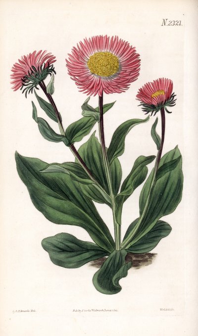 Aster Variete - Aster alwartensis, nativo del Caucaso da Sydenham Teast Edwards