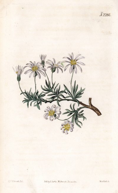 Aster acre - Aster arbustivo, Felicia fruticosa da Sydenham Teast Edwards