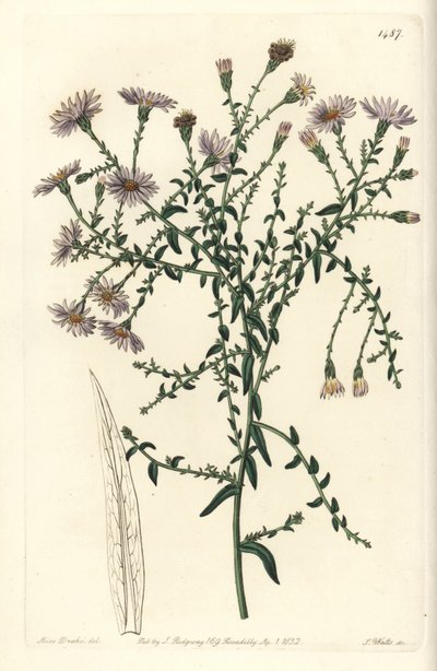 Varietà di aster - Aster di New York, Symphyotrichum dumosum da Sydenham Teast Edwards