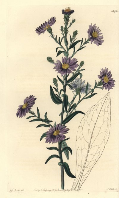 Varietà di aster, Symphyotrichum laeve da Sydenham Teast Edwards