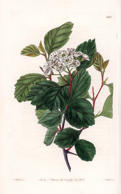 Aubepine o biancospino, nativo del Nord America da Sydenham Teast Edwards