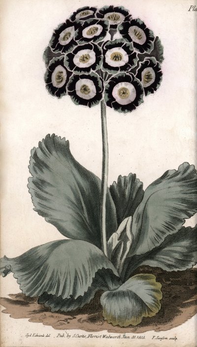 Auricola o orecchio d