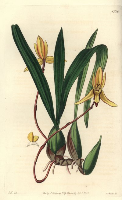 Varietà di orchidea epifita australiana da Sydenham Teast Edwards