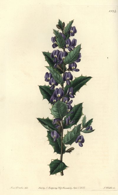 Hovea chorizemifolia da Sydenham Teast Edwards