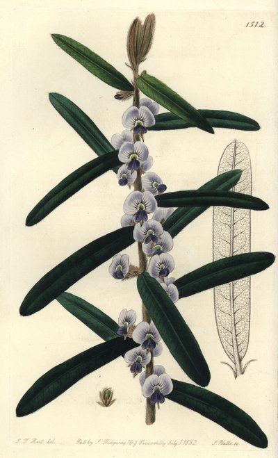 Hovea villosa da Sydenham Teast Edwards