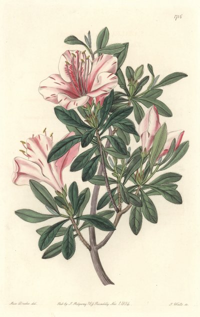 Azalea dei fioristi da Sydenham Teast Edwards