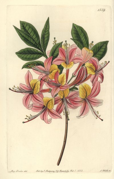 Azalea gialla da Sydenham Teast Edwards