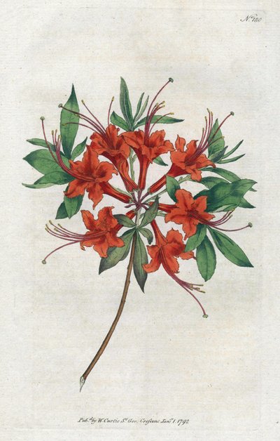 Azalea a fiori nudi (Rhododendron periclymenoides) da Sydenham Teast Edwards