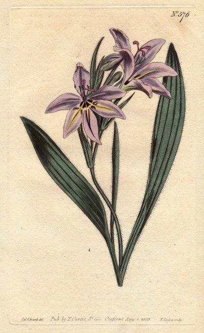 Babiana profumata con fiori lilla pallido da Sydenham Teast Edwards