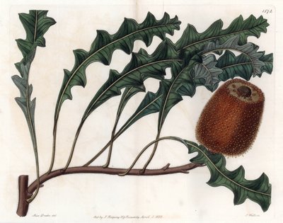 Banksia gardneri, Oiginary australiano da Sydenham Teast Edwards